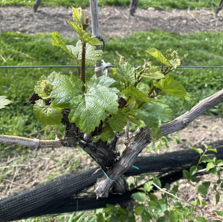A Closer Look at Bud Break in New Jersey and New York Wine Regions
